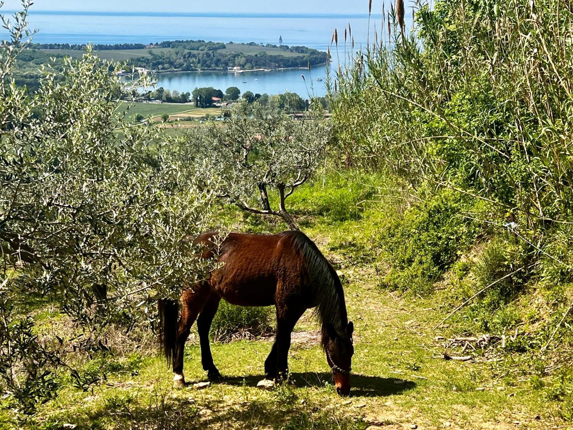 Апартаменты Na Kmetiji S Konji - Pogelsek Анкаран Экстерьер фото